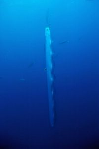 リュウグウノツカイ