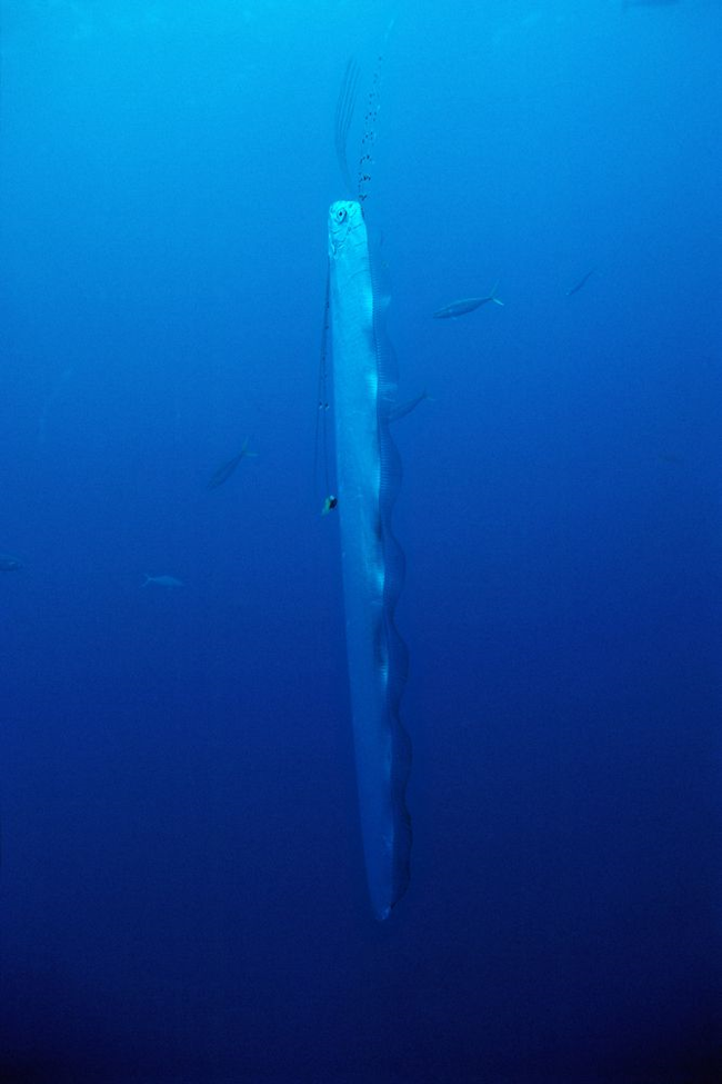 リュウグウノツカイの生態と特徴について