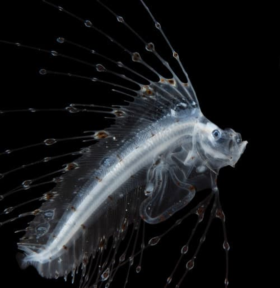 リュウグウノツカイの稚魚