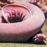無顎類の深海生物