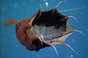 コウモリダコ