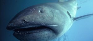 メガマウスザメ