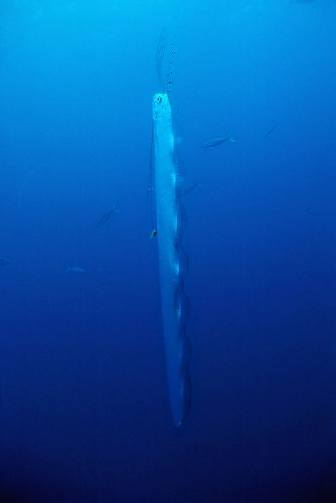 リュウグウノツカイ