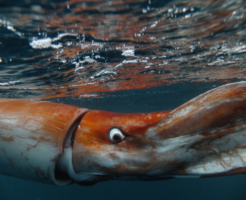 ダイオウイカの生態と特徴！深海に住む巨大イカ