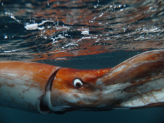 ダイオウイカの生態と特徴！深海に住む巨大イカ