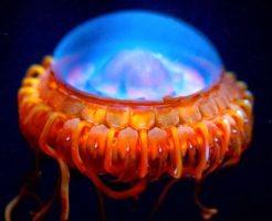 ムラサキカムリクラゲの生態と特徴！深海のUFO
