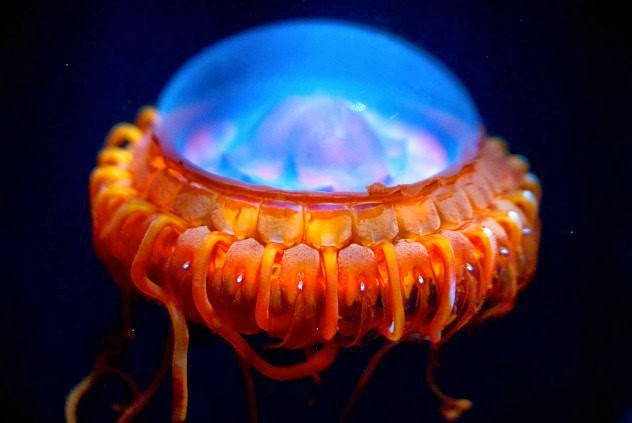 ムラサキカムリクラゲの生態と特徴！深海のUFO