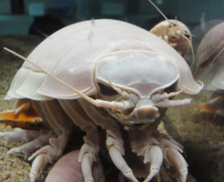 ダイオウグソクムシの生態と特徴！深海の巨大ダンゴムシ