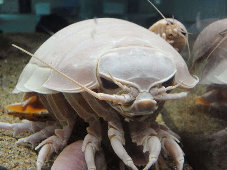 ダイオウグソクムシの生態と特徴！深海の巨大ダンゴムシ