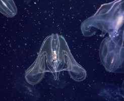 カブトクラゲの生態と特徴！虹色に輝くクラゲ