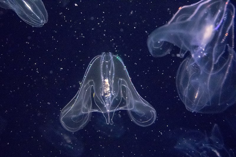 カブトクラゲの生態と特徴！虹色に輝くクラゲ