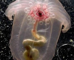 ユメナマコの生態や特徴！深海を泳ぐ不思議なナマコ