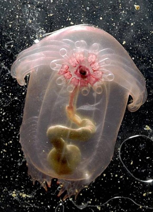 ユメナマコの生態や特徴！深海を泳ぐ不思議なナマコ