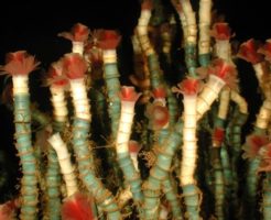 チューブワームの生態と特徴！花のような不思議生物