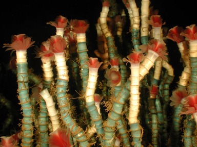 チューブワームの生態と特徴！花のような不思議生物