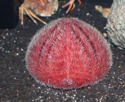 ウルトラブンブクの生態と特徴！深海をはい回る巨大ウニ