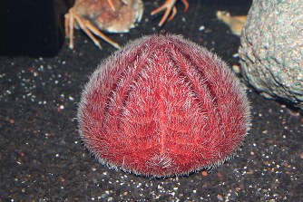 ウルトラブンブクの生態と特徴！深海をはい回る巨大ウニ