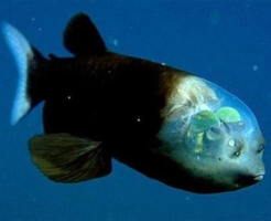 デメニギスの生態と特徴！まるでCGのような魚
