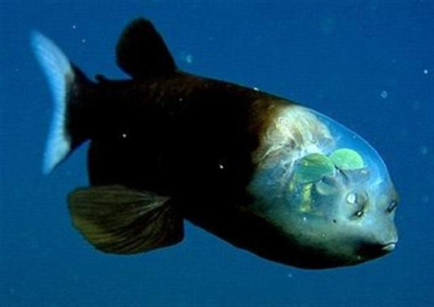 デメニギスの生態と特徴！まるでCGのような魚