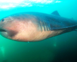 メガマウスザメの生態と特徴！巨大な口を持つサメ