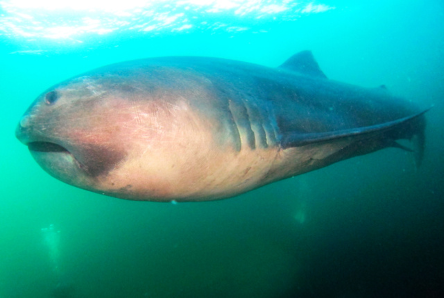 メガマウスザメの生態と特徴！巨大な口を持つサメ
