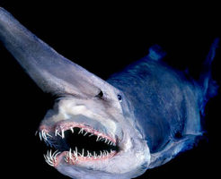 ミツクリザメの生態と特徴！悪魔のような深海のサメ