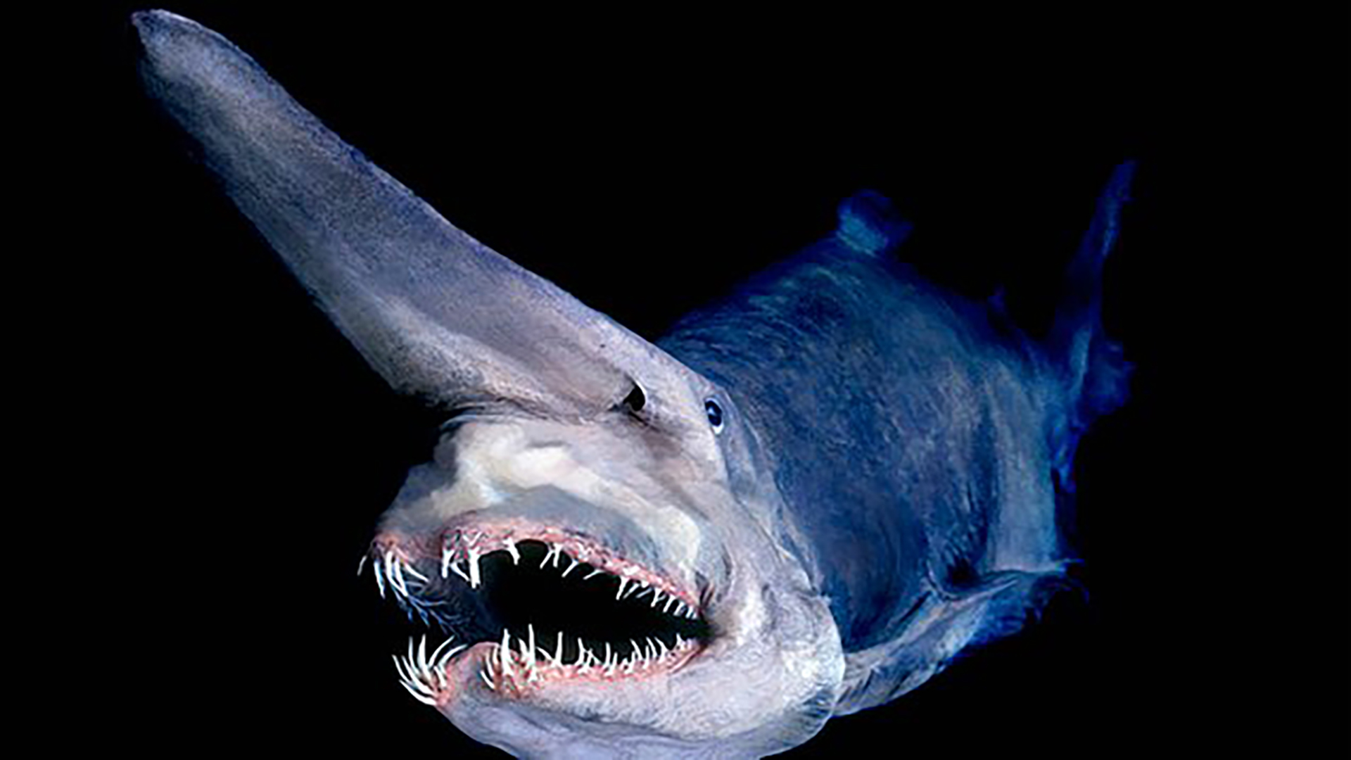 ミツクリザメの生態と特徴！悪魔のような深海のサメ