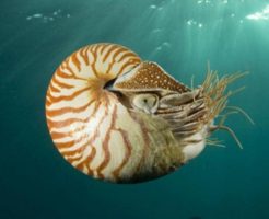オウムガイの生態と特徴！アンモナイトとの違いは？