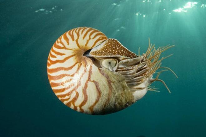オウムガイの生態と特徴！アンモナイトとの違いは？
