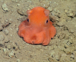 メンダコの生態と特徴！かわいいと人気の深海生物