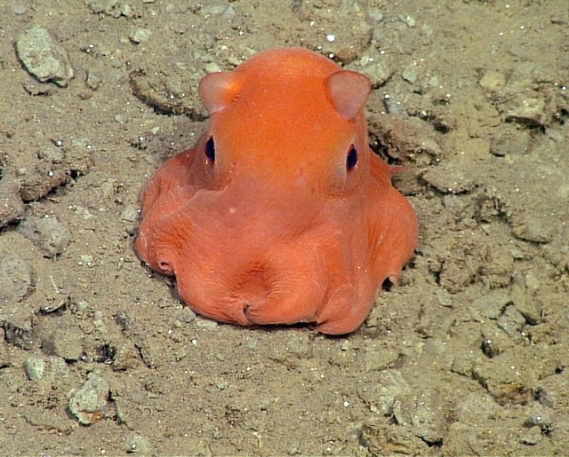 メンダコの生態と特徴！かわいいと人気の深海生物