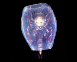 オオタルマワシの生態と特徴！エイリアンのような生物