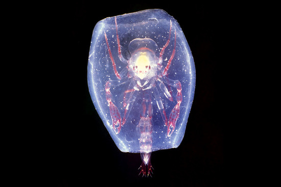 オオタルマワシの生態と特徴！エイリアンのような生物