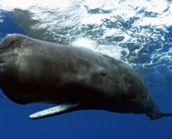 マッコウクジラの生態と特徴