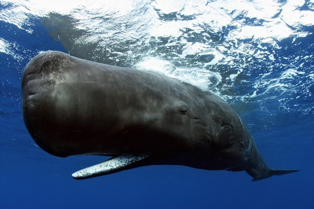 マッコウクジラの生態と特徴