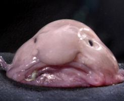 ブロブフィッシュの生態と特徴！おじさん顔の魚