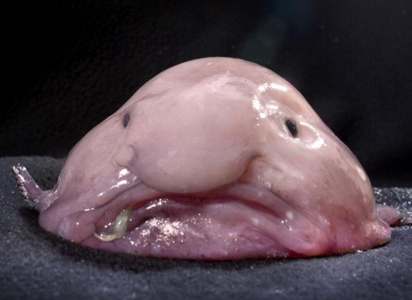 ブロブフィッシュの生態と特徴！おじさん顔の魚