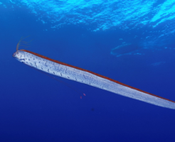 リュウグウノツカイの生態と特徴