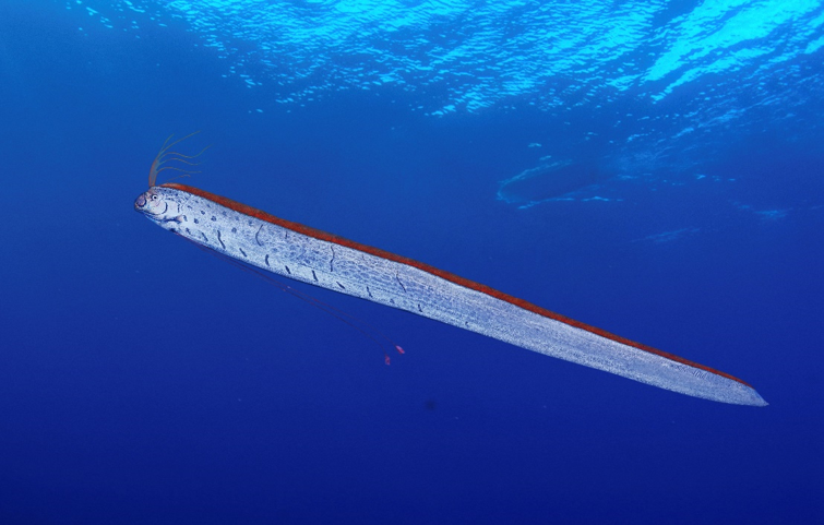 リュウグウノツカイの生態と特徴