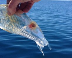 サルパの生態と特徴！透明で不思議な生物