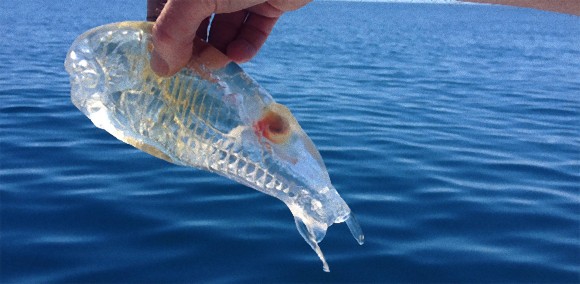 サルパの生態と特徴！透明で不思議な生物