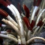 環形動物(かんけいどうぶつ)の深海生物