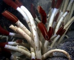 環形動物の深海生物