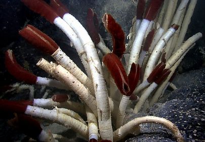環形動物の深海生物