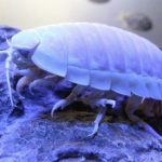 節足動物(せっそくどうぶつ)の深海生物