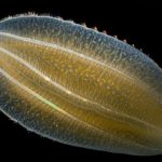 有櫛動物(ゆうしつどうぶつ)の深海生物
