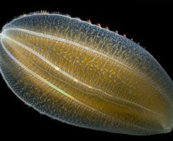 有櫛動物の深海生物