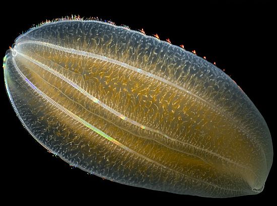 有櫛動物の深海生物