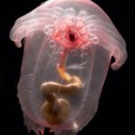 棘皮動物(きょくひどうぶつ)の深海生物