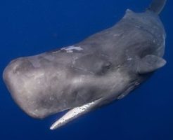 哺乳類の深海生物